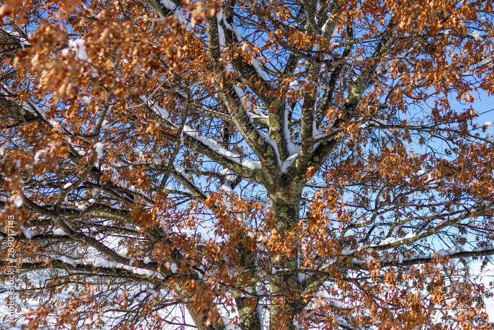 Fototapeta premium autumn/fall colored leaves in a tree with snow fall