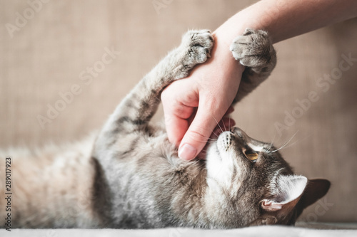 gray striped cat with womans hand on a brown background.  © kseniaso