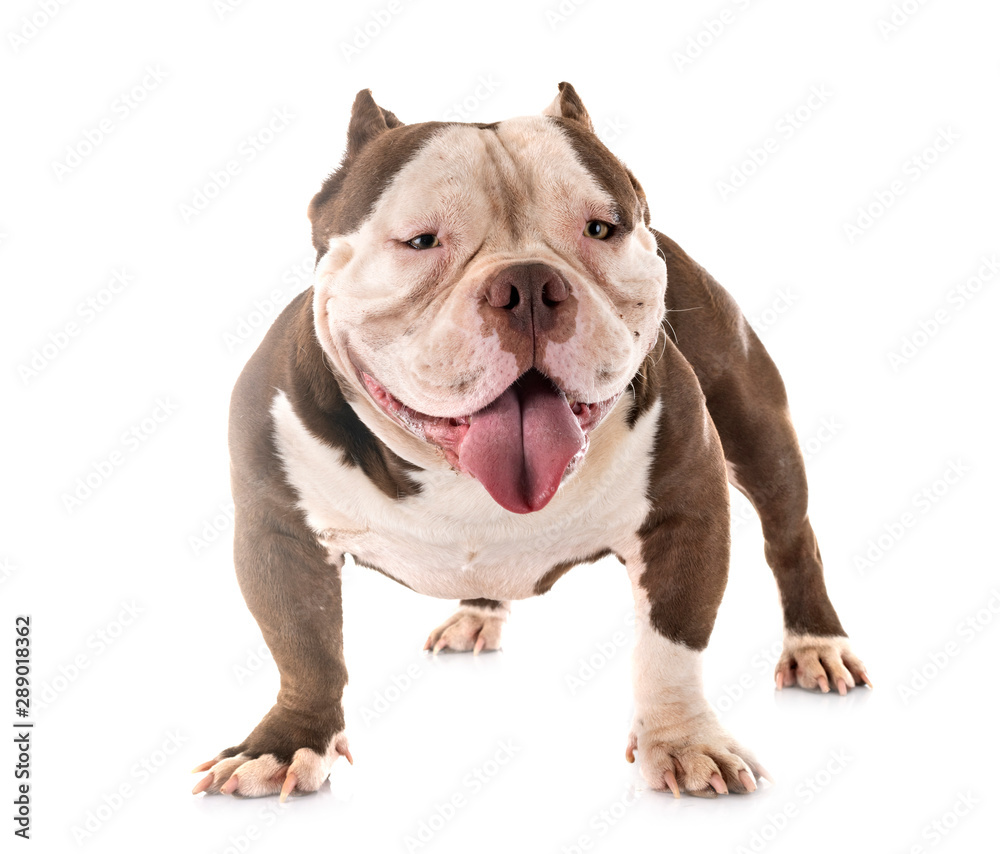 Obraz premium american bully in studio
