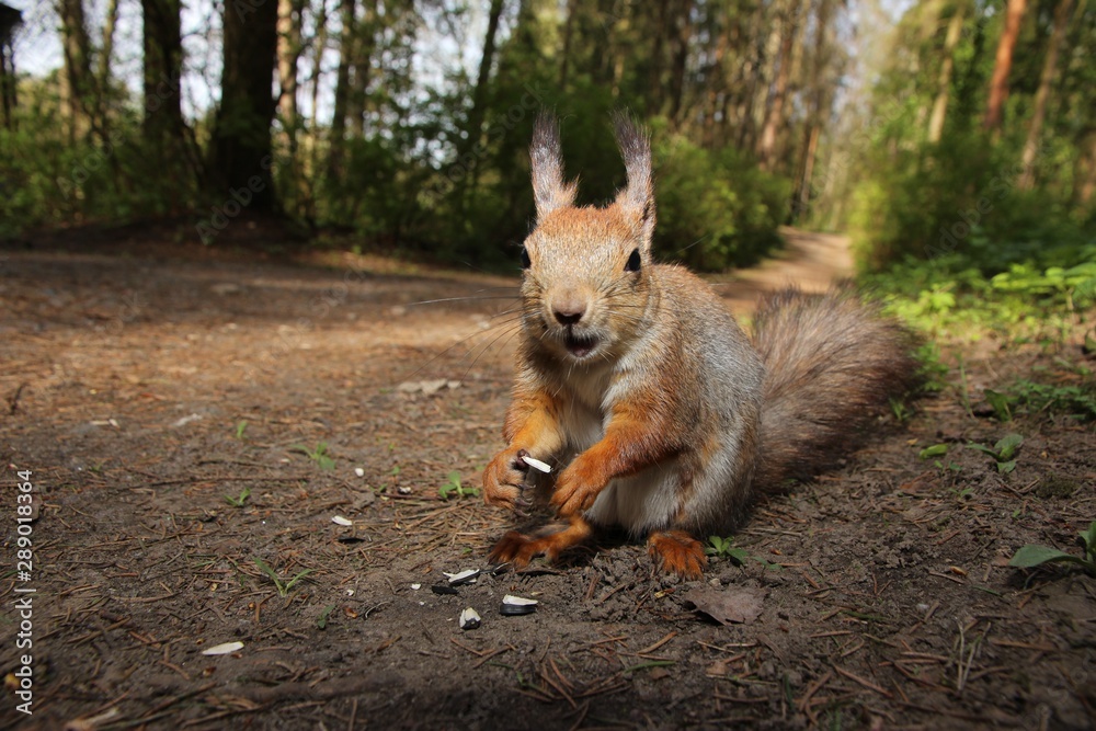 Obraz premium A resident of the Park, a squirrel gnawing seeds, looking at you a little forest rodent