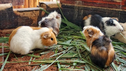 Photos Group of Domestic Guinea pig eatting green grass