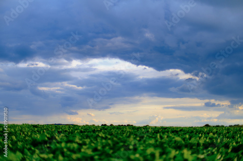 Blury green field in foreground with blue and cloudy sky at the horizont  suitable as presentation background for nature topics