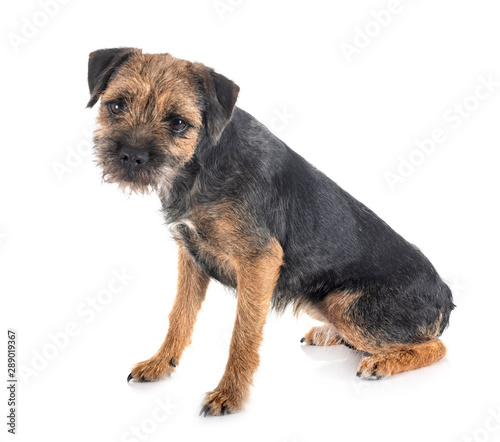 Fotografía young border terrier
