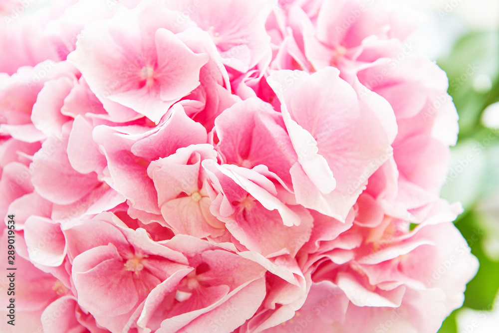 Pink flowers of hydrangea