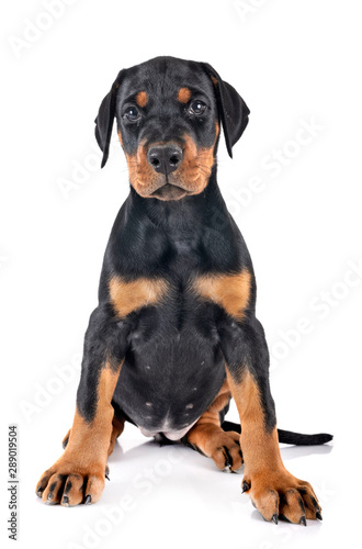 Fototapeta Naklejka Na Ścianę i Meble -   puppy Doberman Pinscher