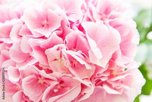 Pink flowers of hydrangea