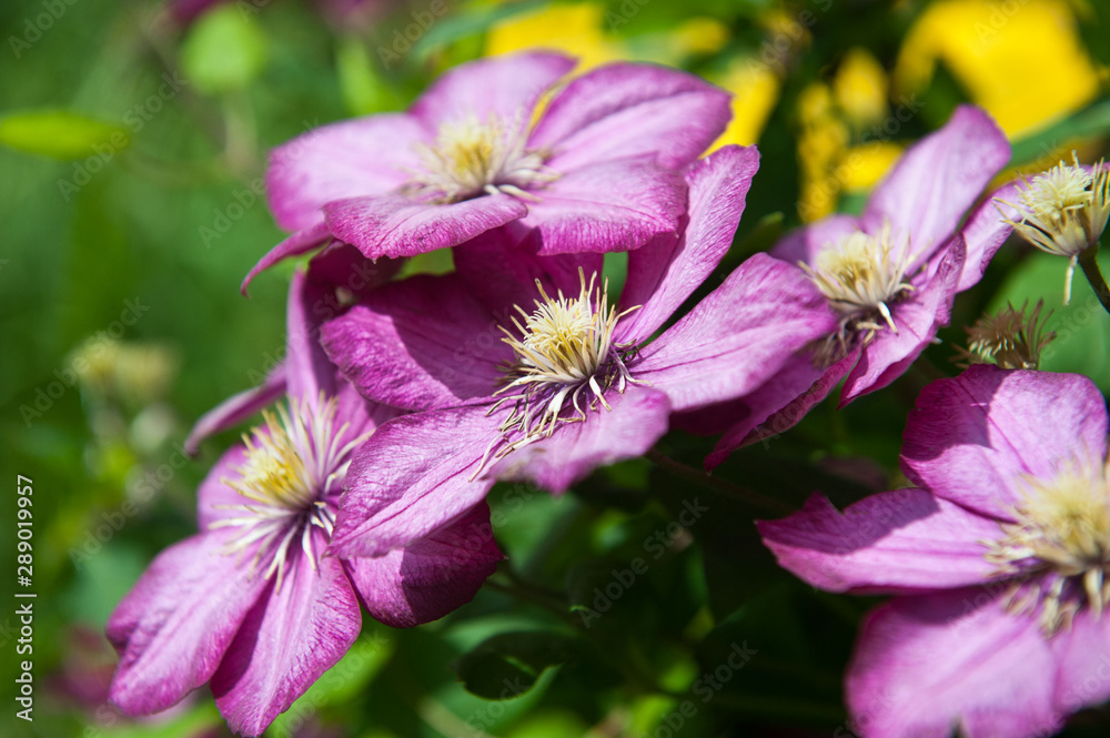 Pink clematis in the garden in spring. Variety liberty. Pink clematis in the garden in spring. Variety liberty.