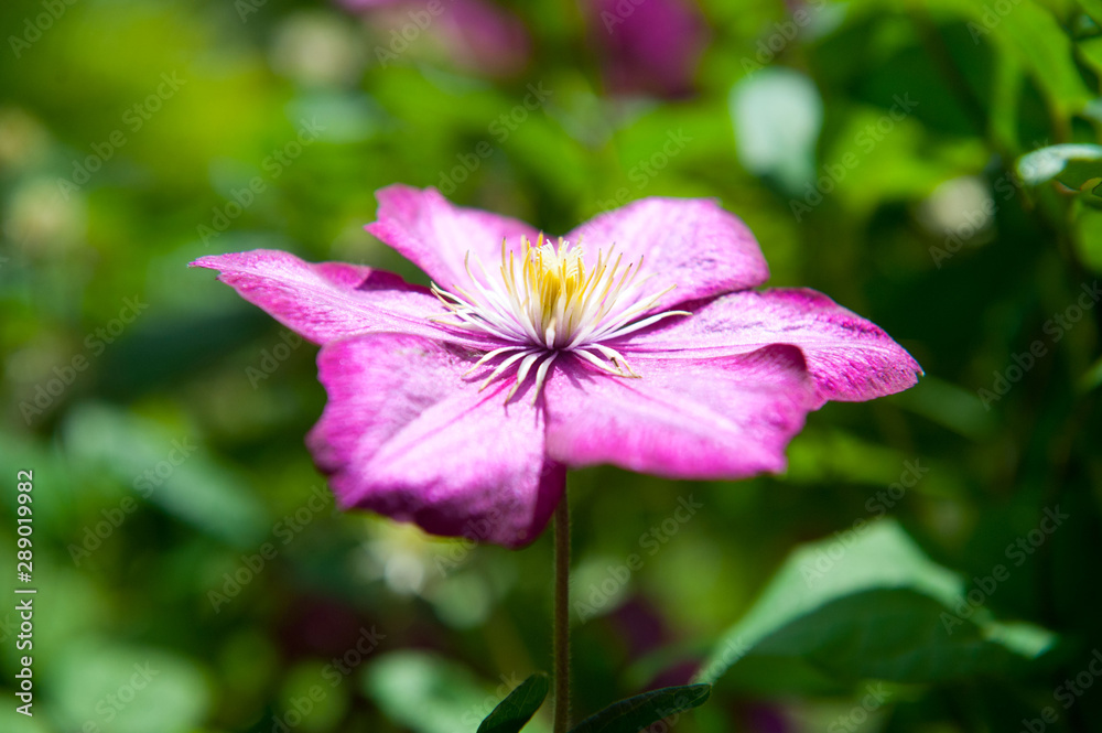 Pink clematis in the garden in spring. Variety liberty. Pink clematis in the garden in spring. Variety liberty.