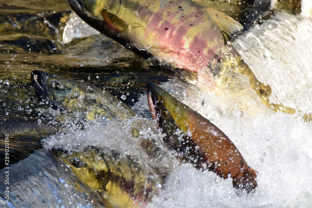 Ταπετσαρία A picture of salmon swimming across the divider