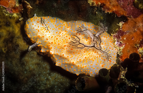 Nudibranch, a shell-less marine animal. This nudibranch has white shine body with yellow spots.