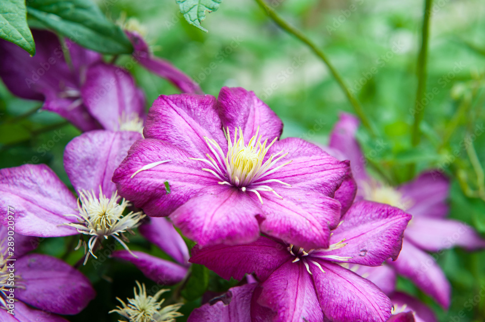 Pink clematis in the garden in spring. Variety liberty.