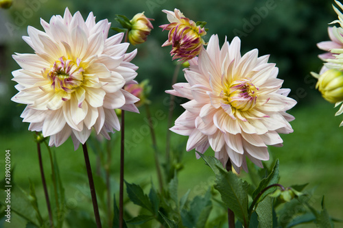 The kind of the flower is a dahlia. Scientific name is Dahlia.