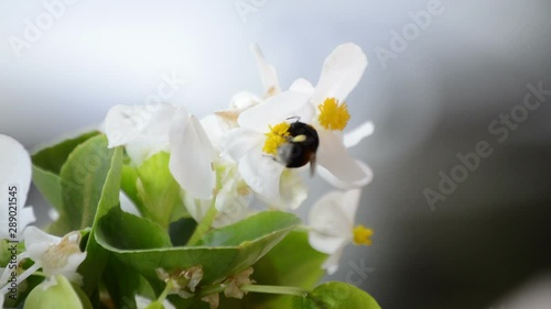 .Bumblebee Flies From Flower To Flower