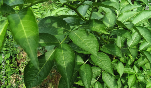 Beautiful green leaves background. Nature backgrounds