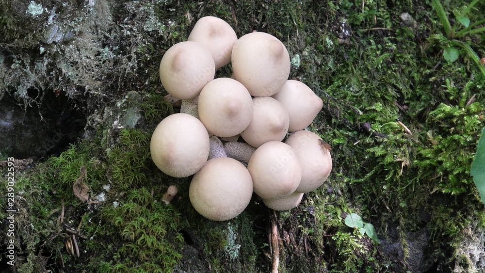 funghi, vescie funghi, vescie