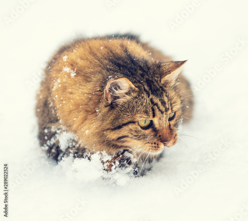 Siberian cat walking in the deep snow in snowy winter