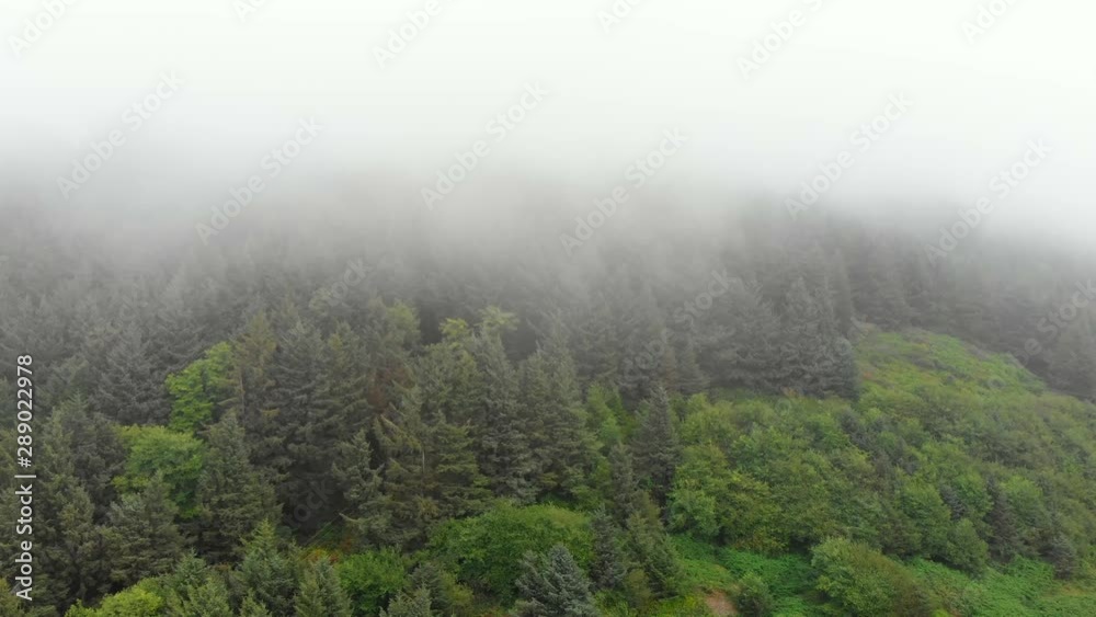 forest forest