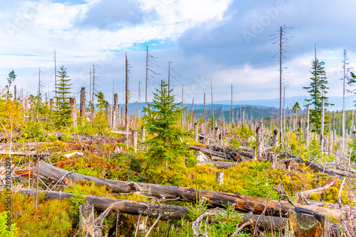 Devasted forest in cause of bark beetle infestation. Sumava National Park and Bavarian Forest photo