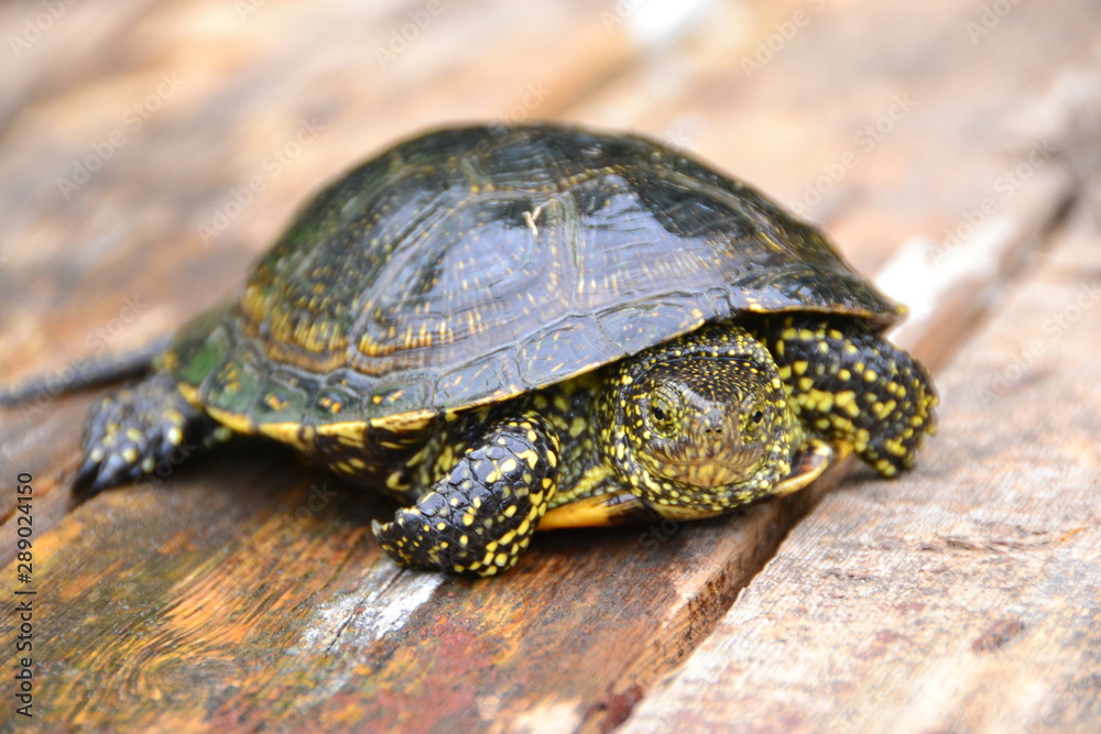 European marsh turtle Emys orbicularis European marsh turtle Emys orbicularis