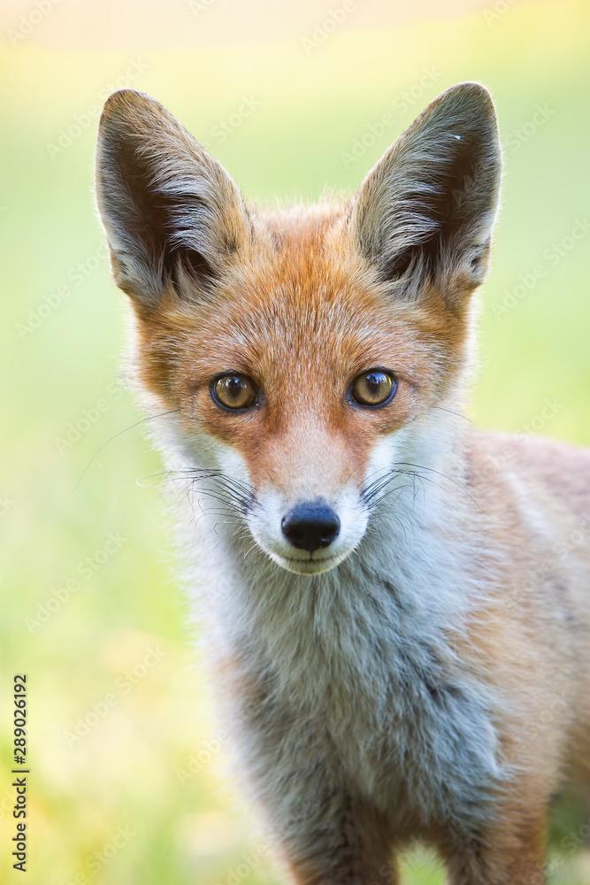 Vertical close-up portrait of red fox, vulpes vulpes, with blurred green background in summer. Detail of wild animal staring to camera.