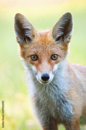 Vertical close-up portrait of red fox, vulpes vulpes, with blurred green background in summer. Detail of wild animal staring to camera. © WildMedia