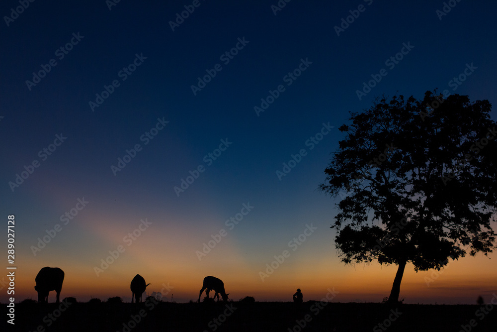 silhouette of a farmer sitting with his cows