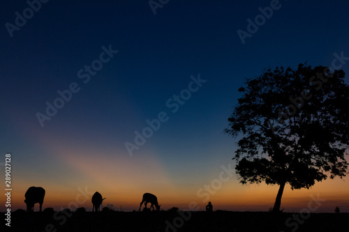 silhouette of a farmer sitting with his cows © Ryan
