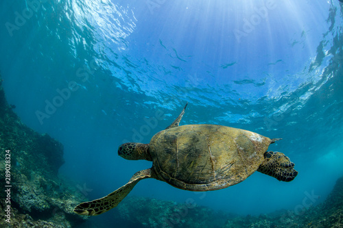 Fototapeta Naklejka Na Ścianę i Meble -  close up of a sea turtle swiiming in the blue ocean