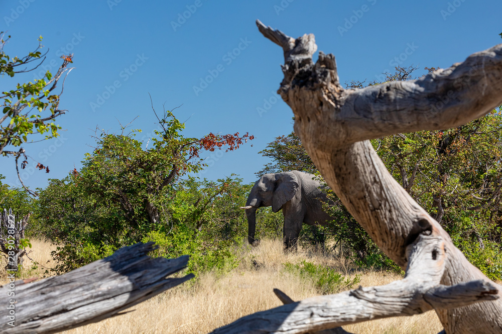 Fototapeta premium Majestic African Elephant hidding in tree in natural habitat, Savuti Chobe National Park, Botswana safari wildlife