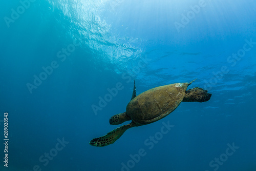 Fototapeta Naklejka Na Ścianę i Meble -  Sea turtle swimming in deep blue ocean