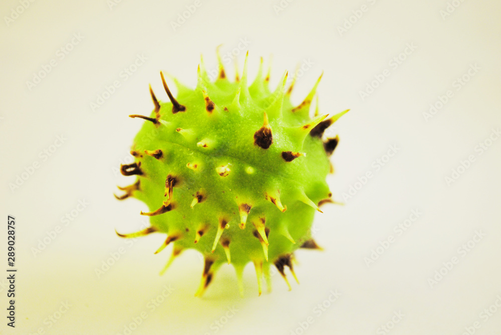 Chestnut on a white background Chestnut on a white background