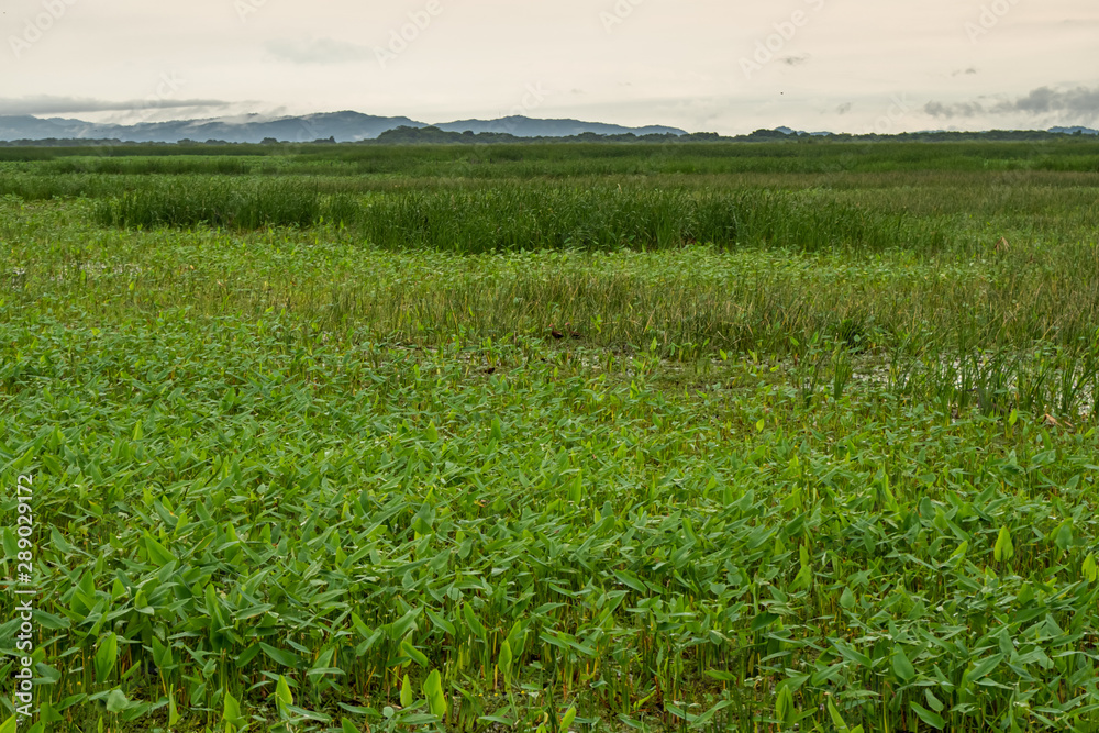 Beautiful view of the wetland in Palo Seco national park in Costa Rica