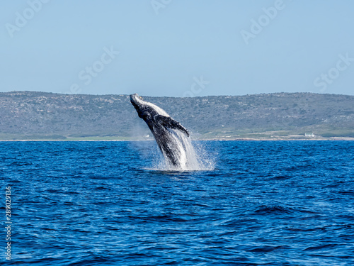 Humpback Whale Breaching
