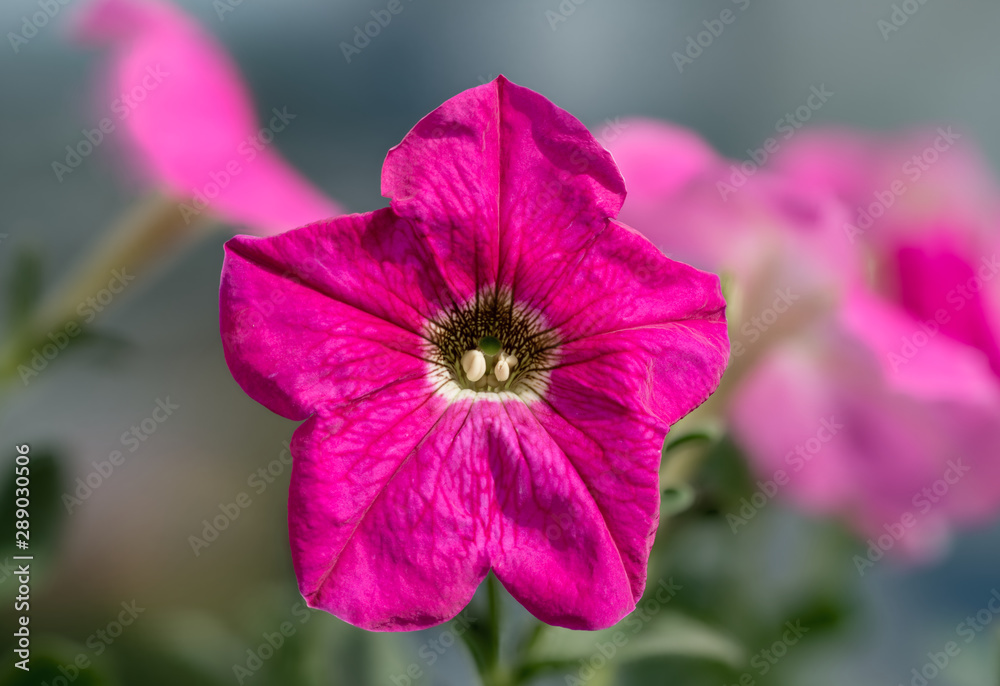 single pink petunia on green leaves background single pink petunia on green leaves background