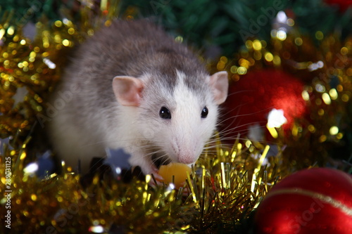 Cute gray domestic rat in a New Year s decor. Symbol of the year 2020 is a rat. Santa s sleigh