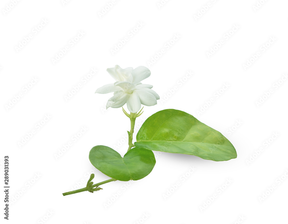 beautiful sampaguita flowers isolated on white background