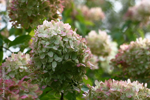 In an early autumn in the middle of the period of blossoming of an inflorescence of a hydrangea Limelight began to turn green and redden slightly.