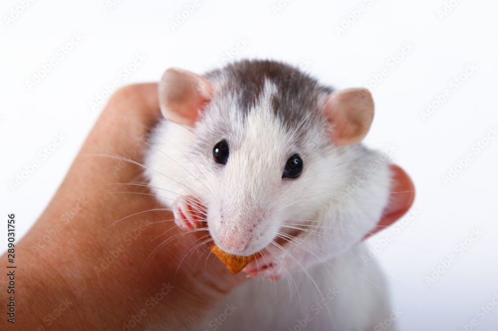 rat close-up isolated on white background Pink ears, black eyes, decorative Dambo rat, pet. rat close-up isolated on white background Pink ears, black eyes, decorative Dambo rat, pet.