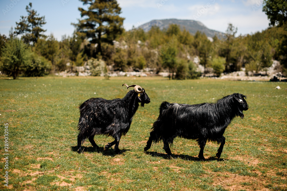 Two black goats walking on the green grass Two black goats walking on the green grass