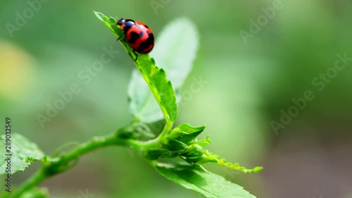 Beetle. Ladybug.