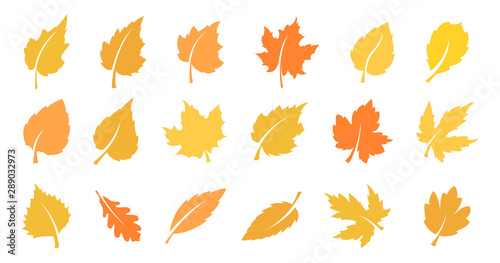 Autumn leaf set