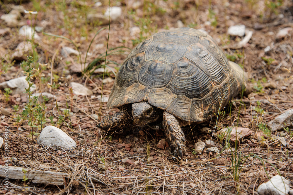 Big turtle walking on the ground in the park Big turtle walking on the ground in the park