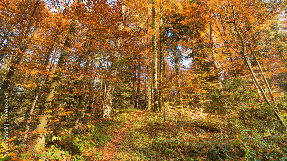 Fototapeta premium Walk in the autumn forest.