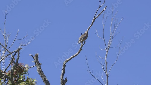 2 Hawks, briefly sharing a tree top. Medium close. 5 sec/60 fps. Original speed. photo