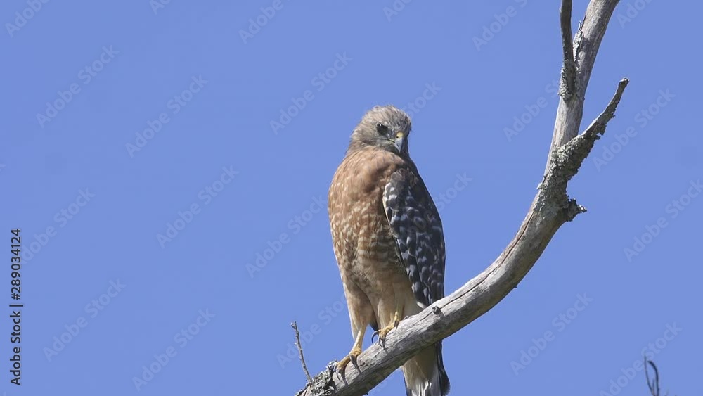 Red-shouldered hawk perched on a branch. Close-up. 10 sec/60 fps. Original speed. Clip 4 Red-shouldered hawk perched on a branch. Close-up. 10 sec/60 fps. Original speed. Clip 4