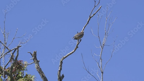 2 Hawks, briefly sharing a tree top. Medium close. 12 sec/24 fps. 40% speed. photo