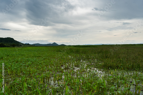 Beautiful view of the wetland in Palo Seco national park in Costa Rica