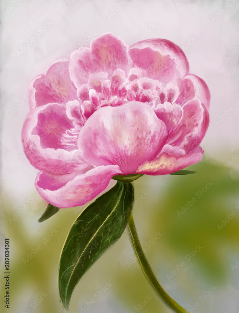 peony flower hand-drawn picture