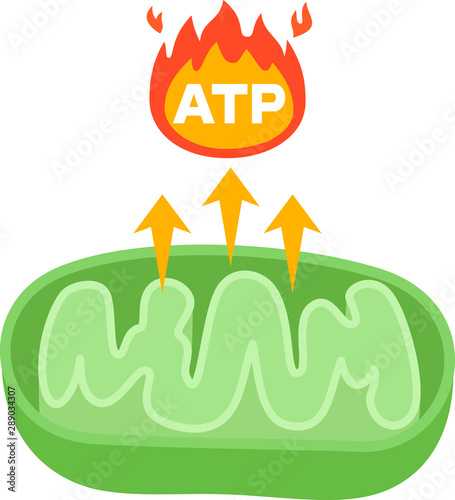 ATPを生み出すミトコンドリアの図 photo