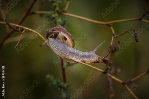 Live snail in the wild in the countryside